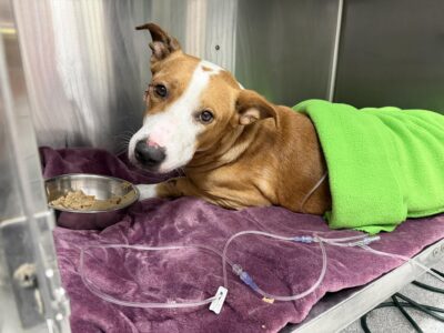 article image - GCHS-HOMELESS PET-1-sub